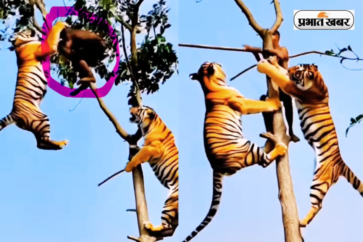 Viral Video two tigers pounced on man climbing tree Viral Video two tigers pounced on man climbing tree