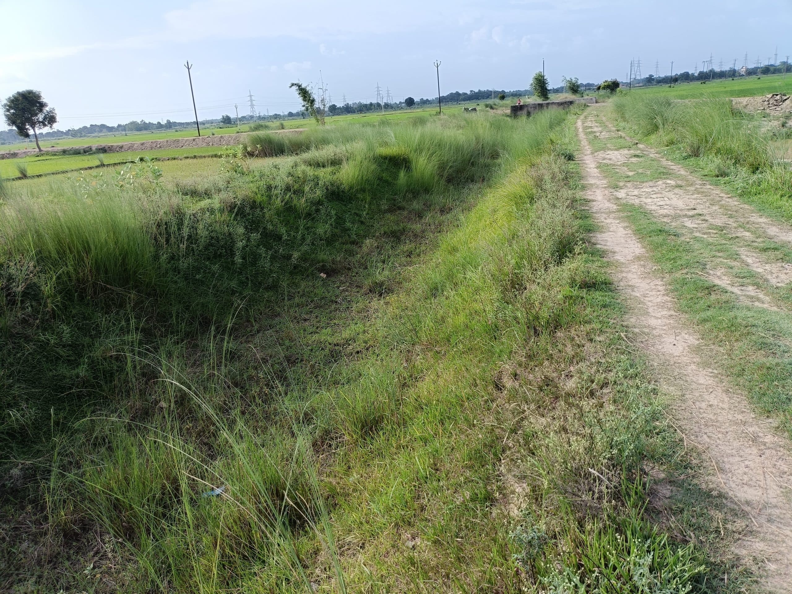 Madhubani : नहरों में पानी नहीं, खेतों में सूख रही धान की फसल