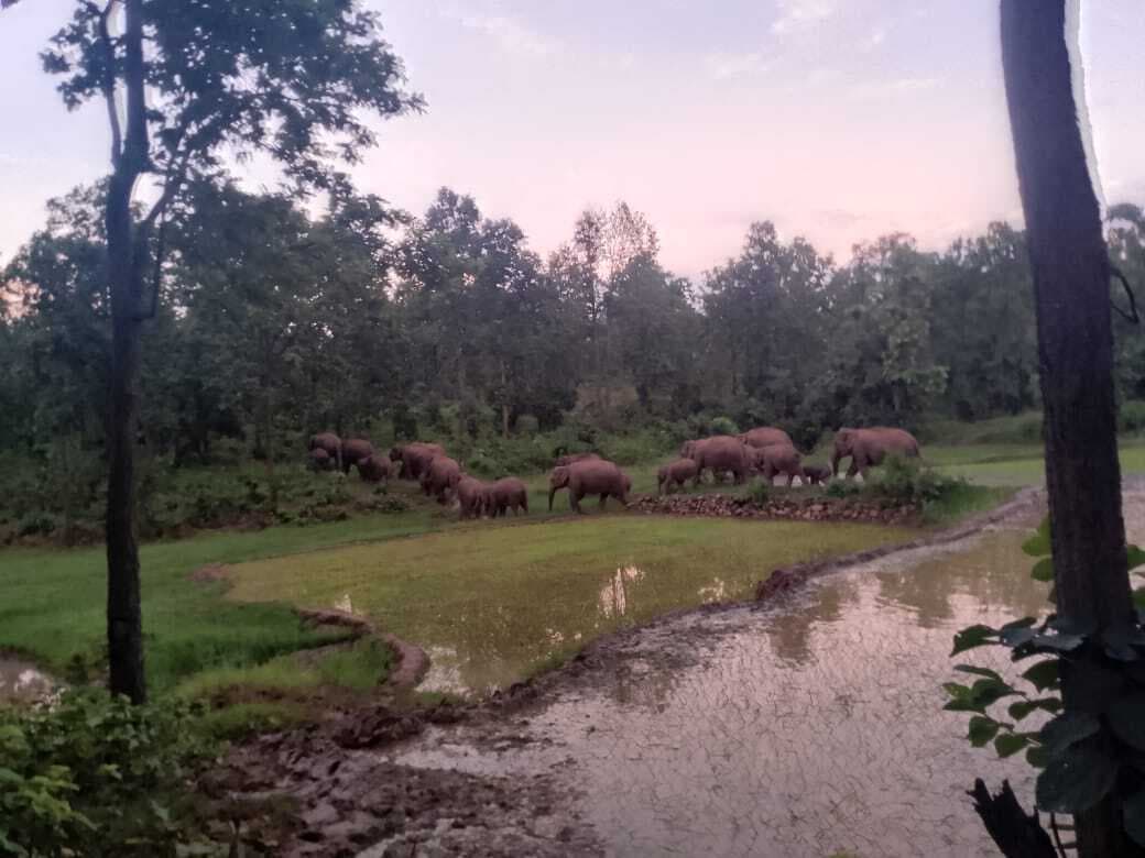 हाथियों ने कई घर गिराये, खा गये अनाज