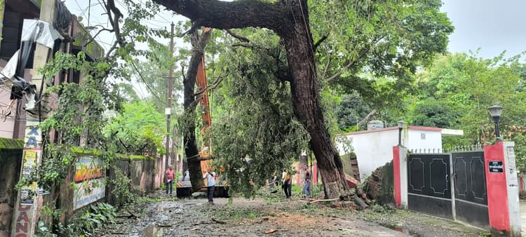 Giridih News :शीशम का पेड़ झुका, आठ घंटे आवागमन ठप