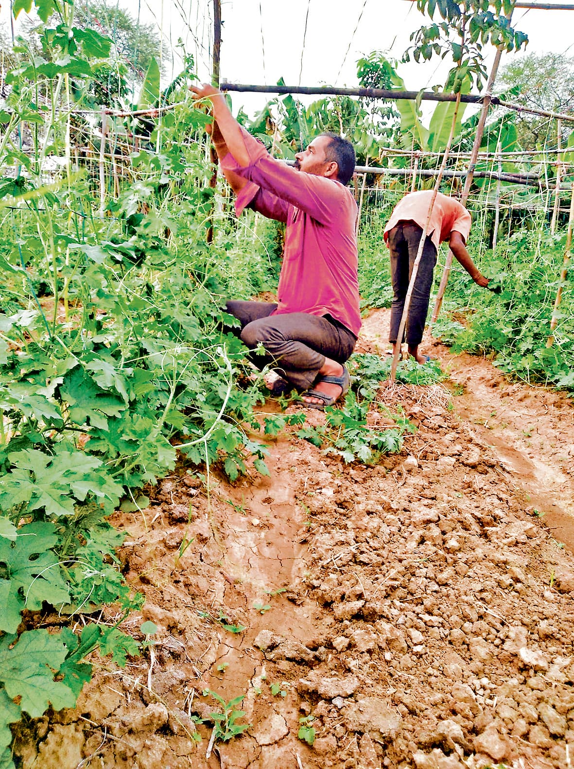 Seraikela Kharsawan News : तकनीकी खेती कर किसान ने बदली अपनी किस्मत