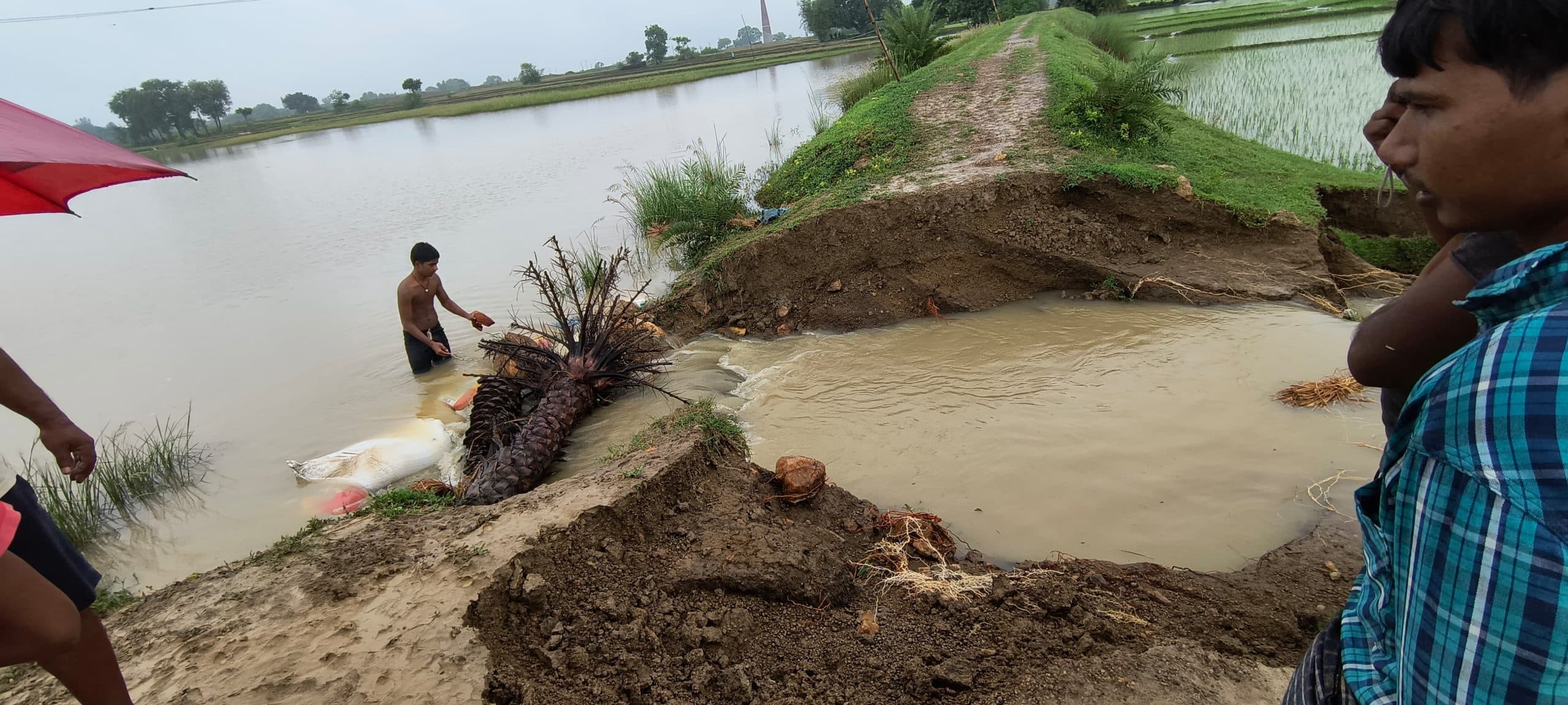 गिद्धौर में मूसलाधार बारिश से तबाही, टूटा तटबंध, डूबी सैकड़ों एकड़ फसल, आवागमन प्रभावित