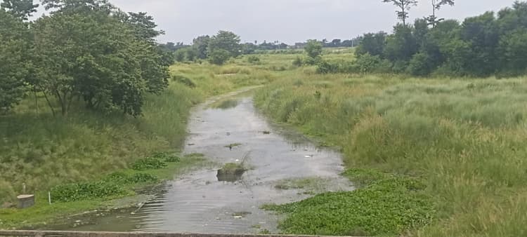 Darbhanga News: नाले की तरह बह रही सावन में उफान मारनेवाली नदियां