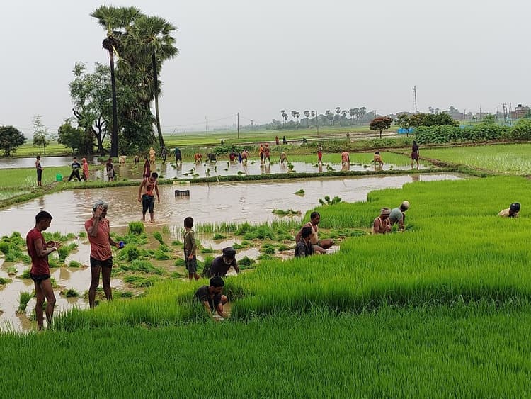 बारिश के बाद धनरोपनी में आयी तेजी