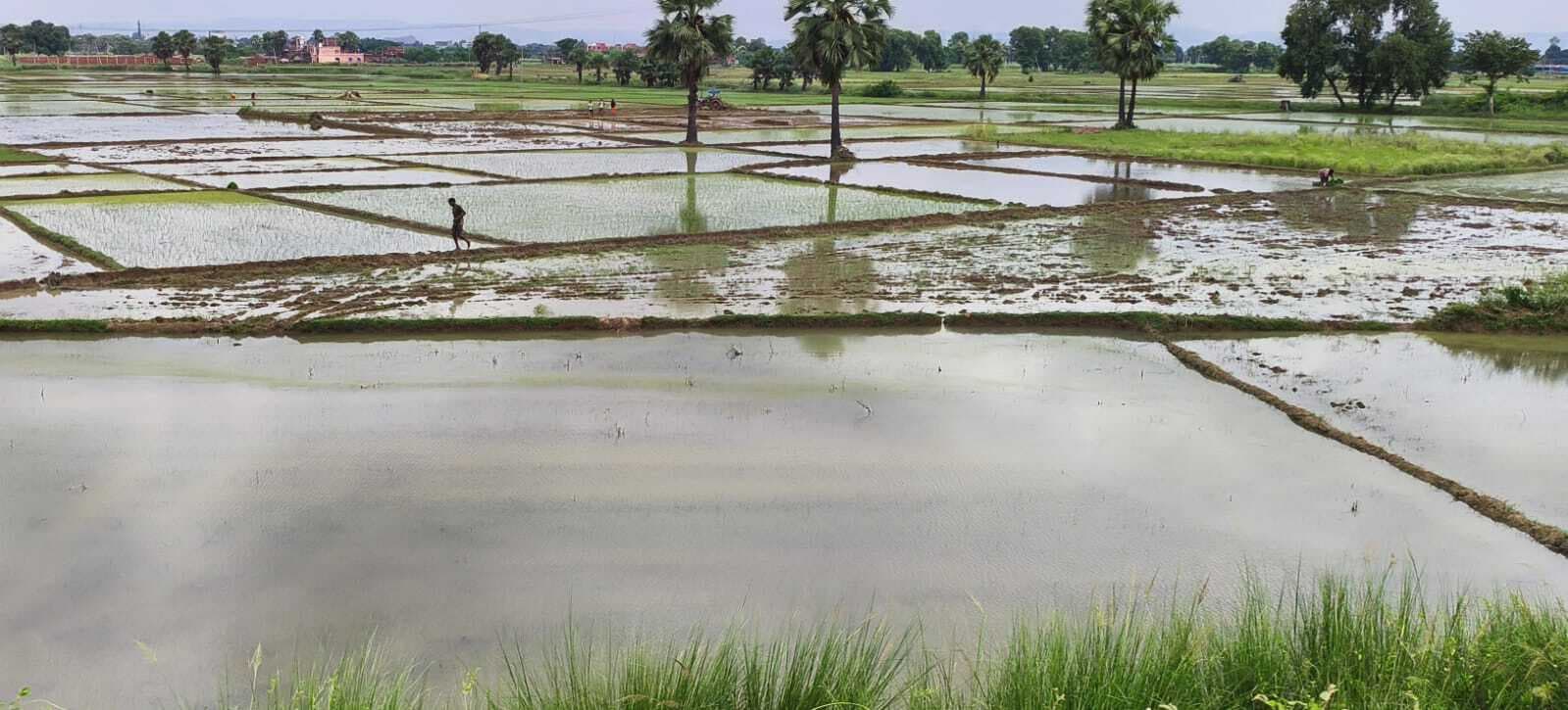 लगातार हो रही बारिश से किसानों की बढ़ी चिंता