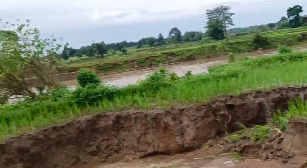 चेकडैम का गार्डवाल टूटने से धान की फसल बर्बाद