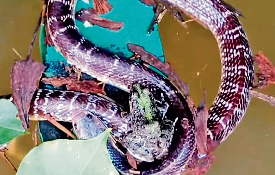 खड़गपुर : सांप के सिर पर बैठा मेढक वन कर्मियों ने सांप को किया रेस्क्यू