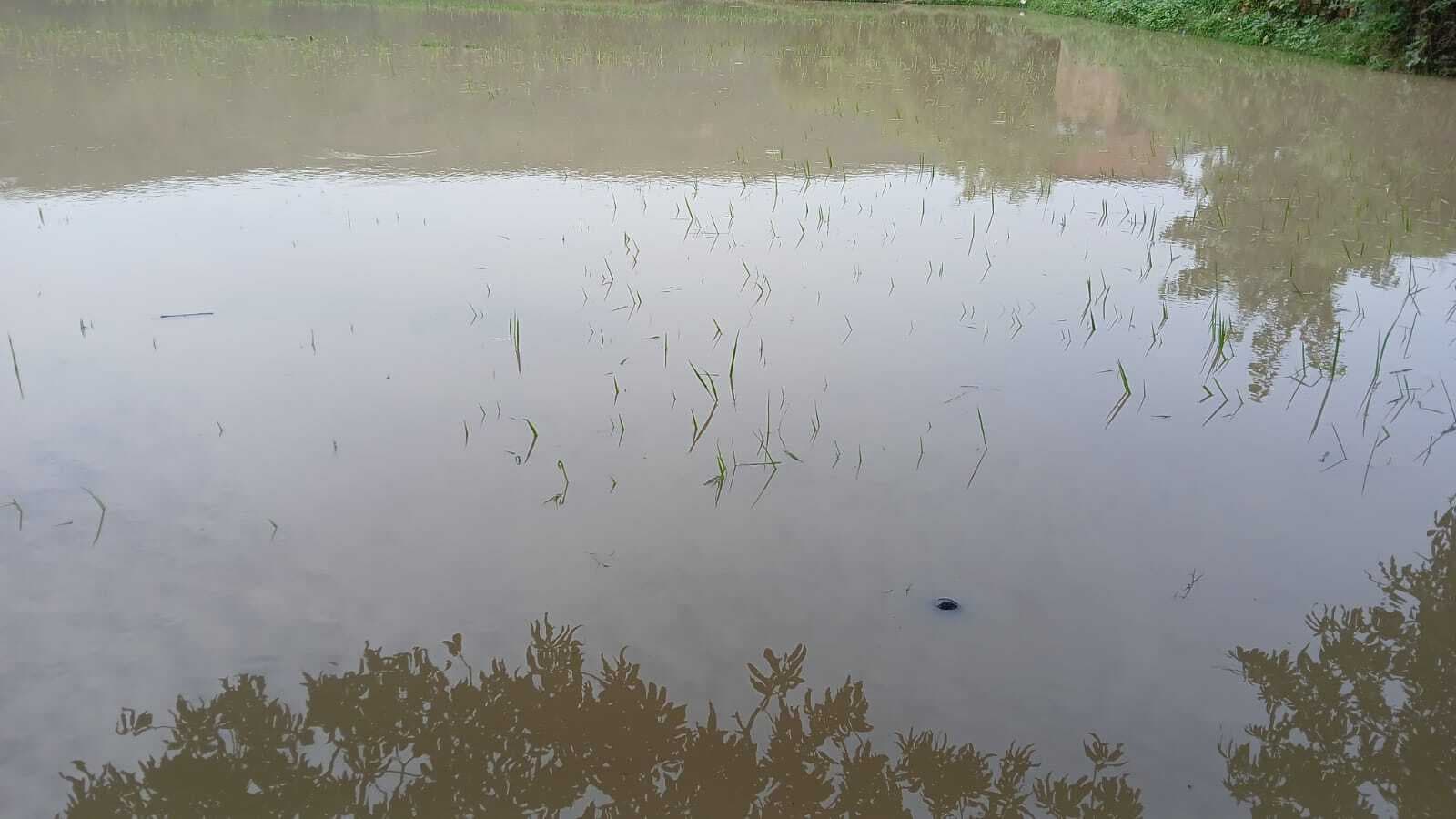 जल की निकासी बंद होने से डूबी धान की फसल