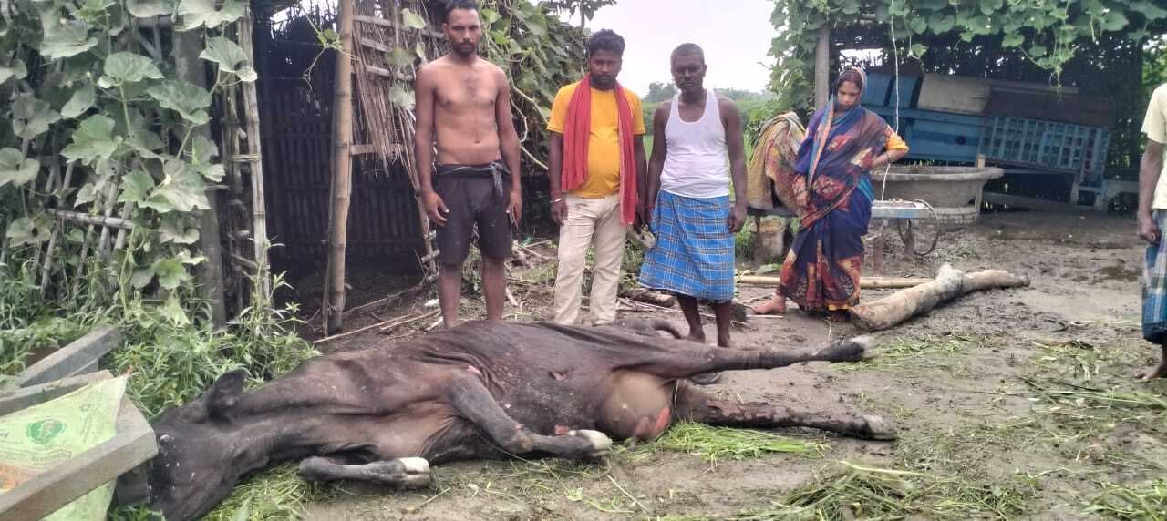 एक घर जला, गाय झुलसी