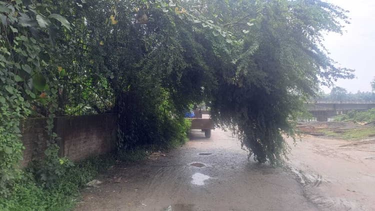 हवा से सड़क किनारे झुका पेड़़ गिरने से हो सकता है हादसा