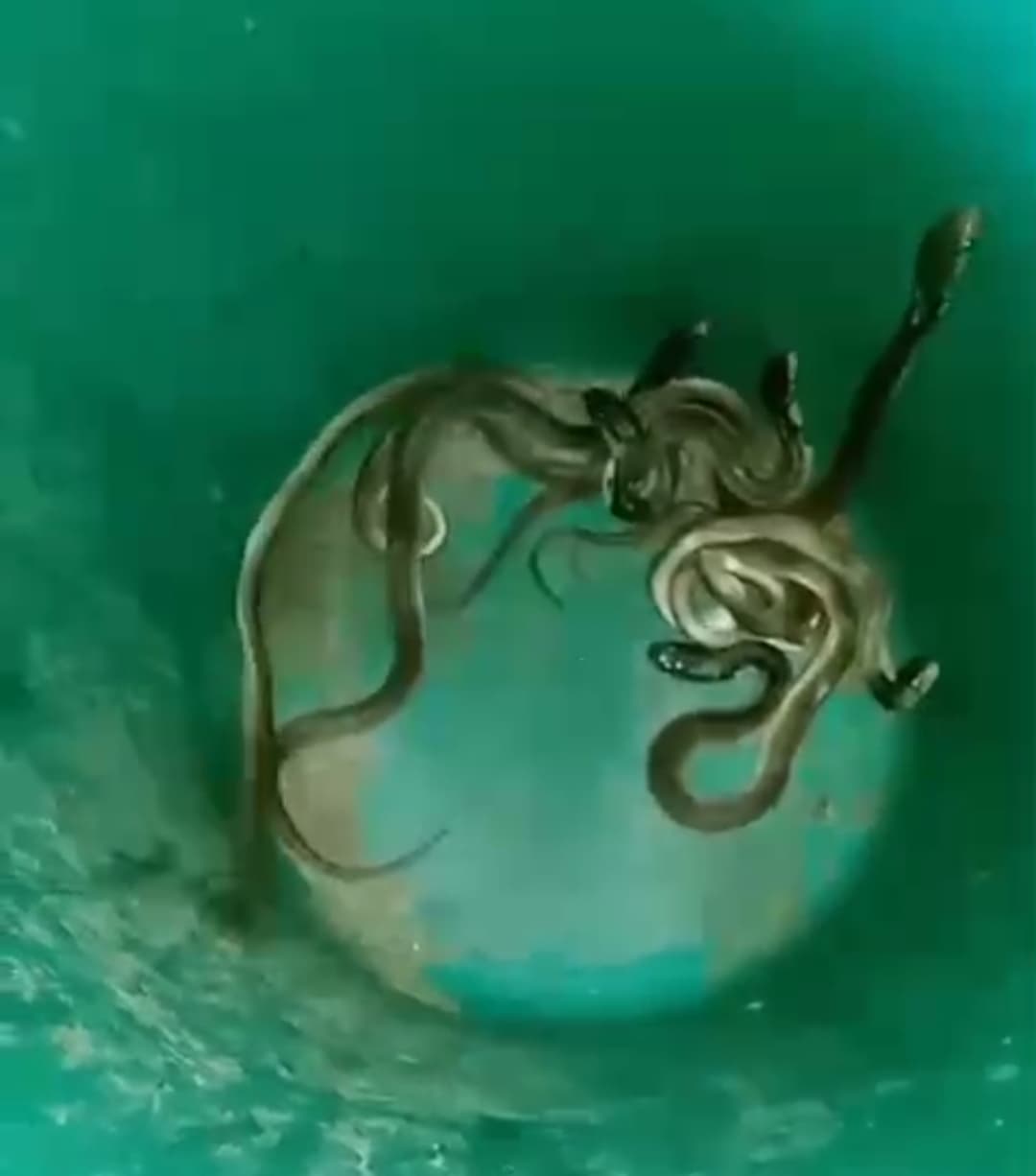 मदरसा इस्लामिया लगुवा में दो दिनों में निकले एक दर्जन सांप, दहशत