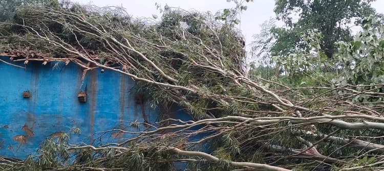 Chaibasa News : आंधी-पानी ने मचायी तबाही, सैकड़ों पेड़ गिरे, दर्जनों घर हुए क्षतिग्रस्त