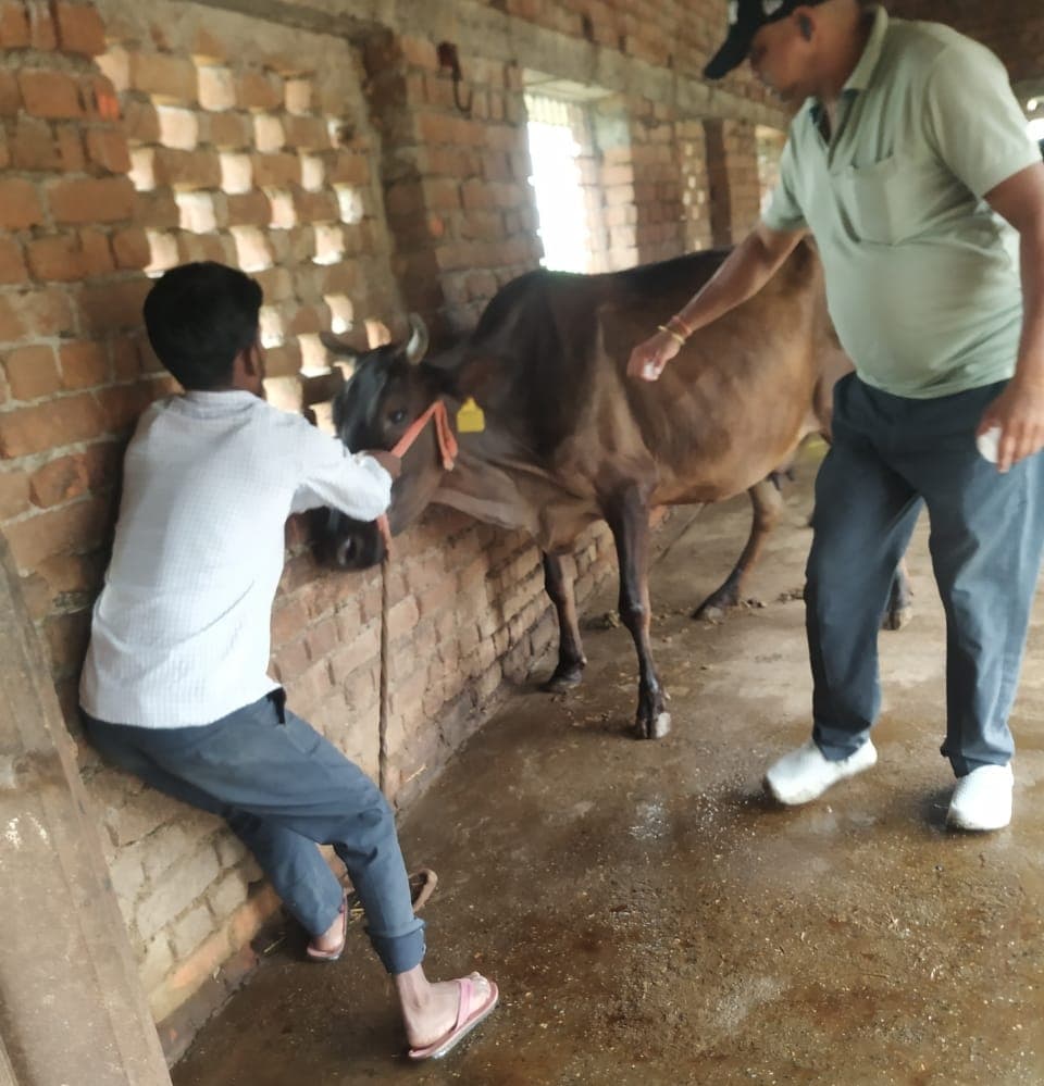 Giridih News :ताराटांड़ में लंपी वायरस का प्रकोप, कई पशुओं की हो चुकी है मौत