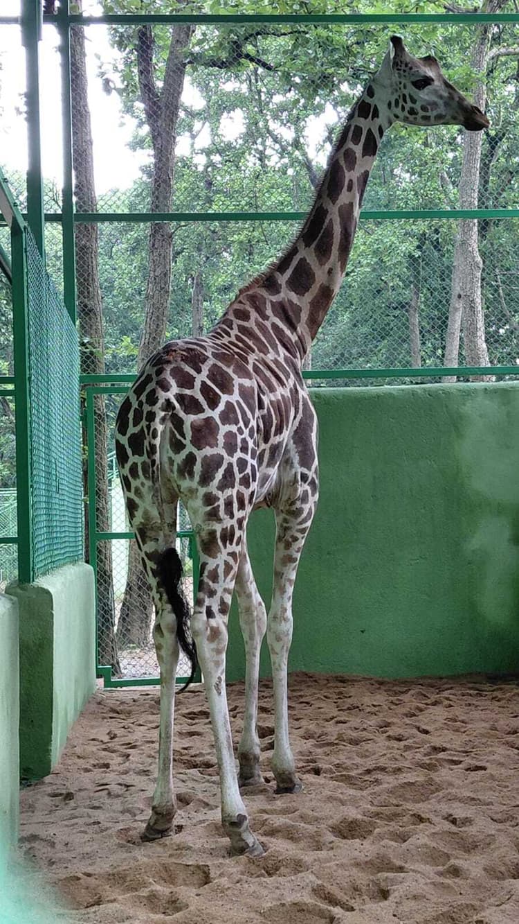 Birsa Zoo News : मादा जिराफ मिष्टी बढ़ायेगी बिरसा जू की रौनक, नर भी जल्द ही आयेगा