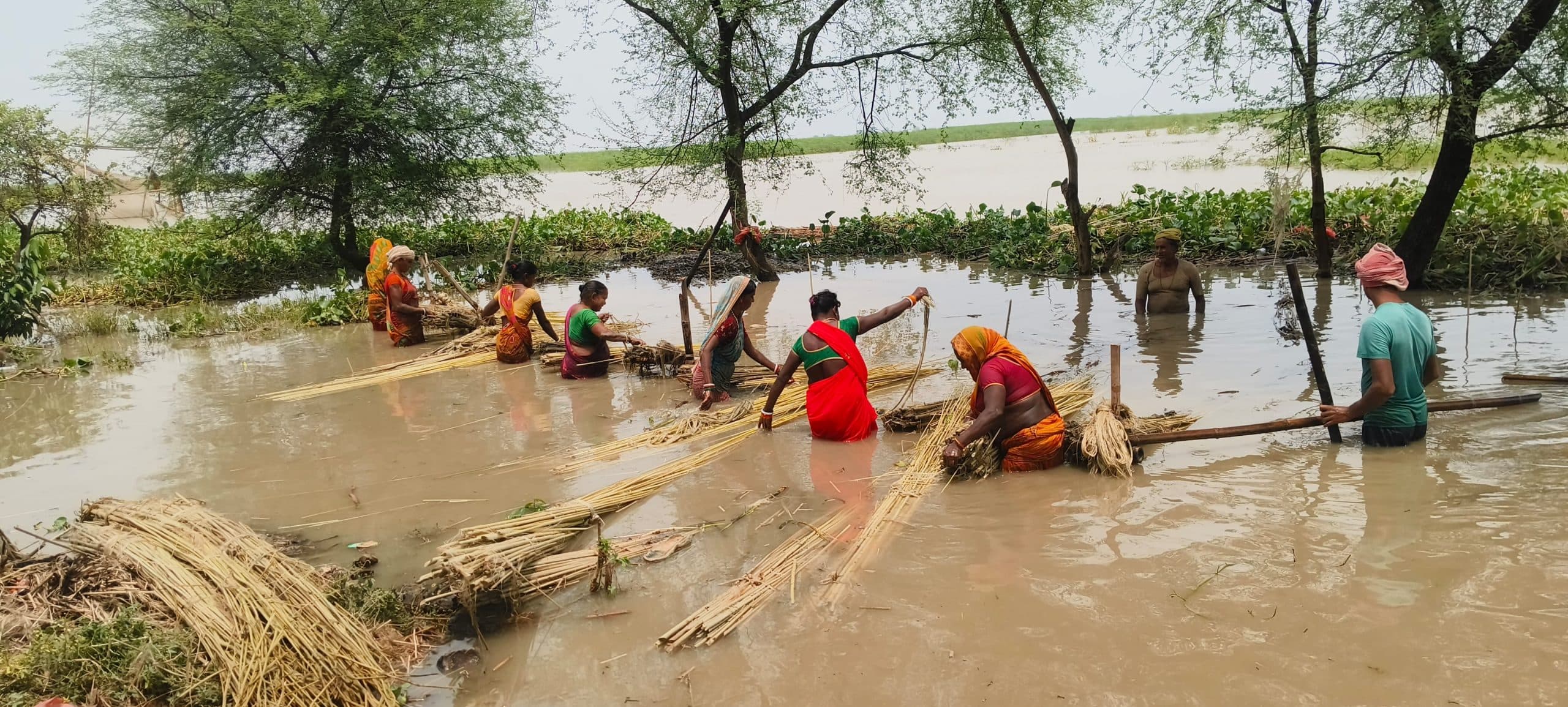 पटसन को औने-पौने दाम पर बेचने को मजबूर हैं किसान