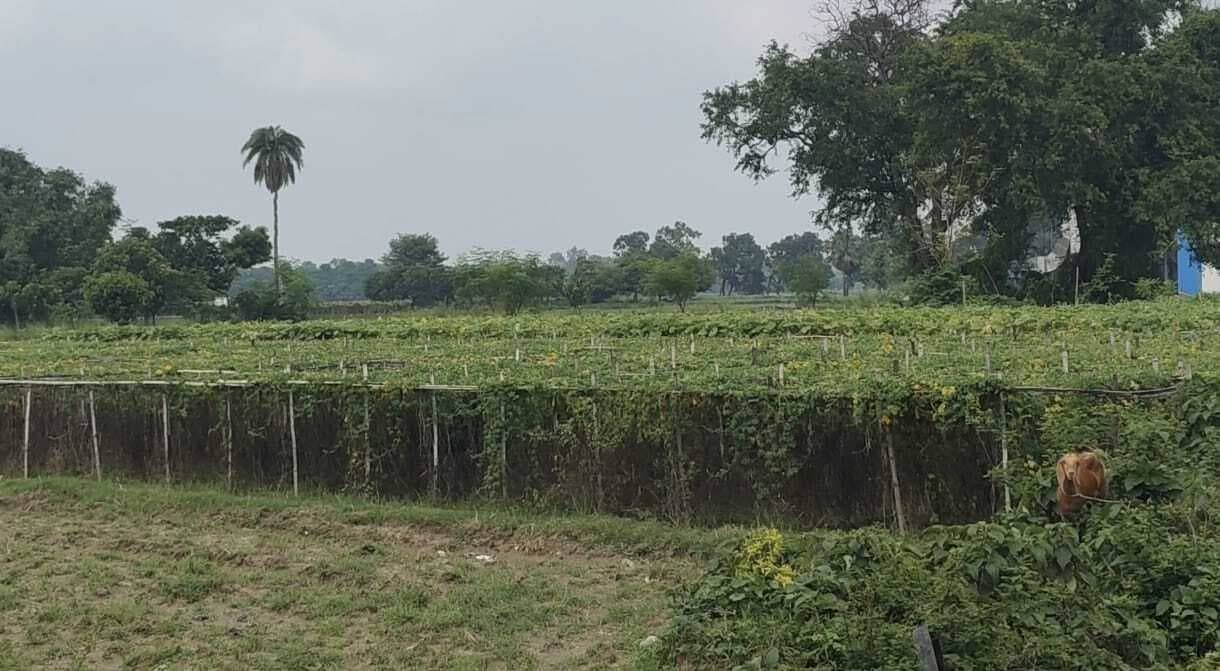 मचान पर सब्जी लगाने के लिए अब किसानों को दिया जा रहा अनुदान