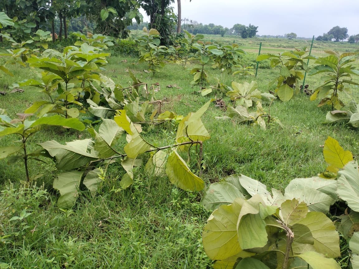 मनरेगा योजना से लगे पौधों को किया नष्ट