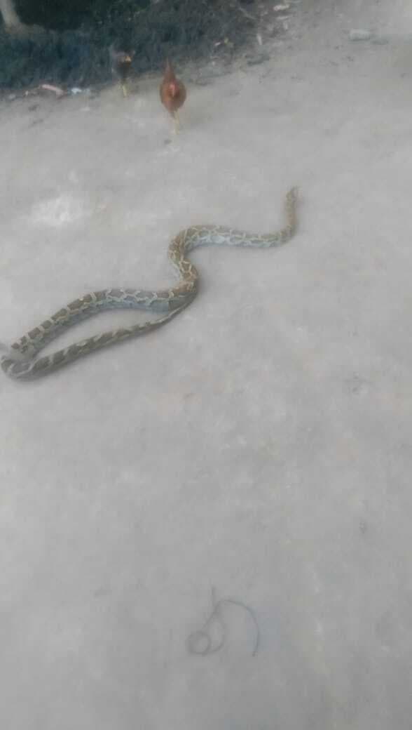 Bettiah : कोटवा से अजगर को लोगों ने घर से किया रेस्क्यू