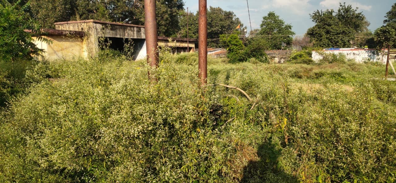 खलारी क्षेत्र में बेतरह पनप रहा है जहरीला पार्थेनियम घास