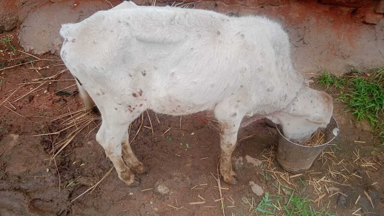 Deoghar news : चितरा में दो वर्ष बाद फिर से पशुओं में दिखे लम्पी बीमारी के लक्षण, सिकटिया में बछड़े की मौत