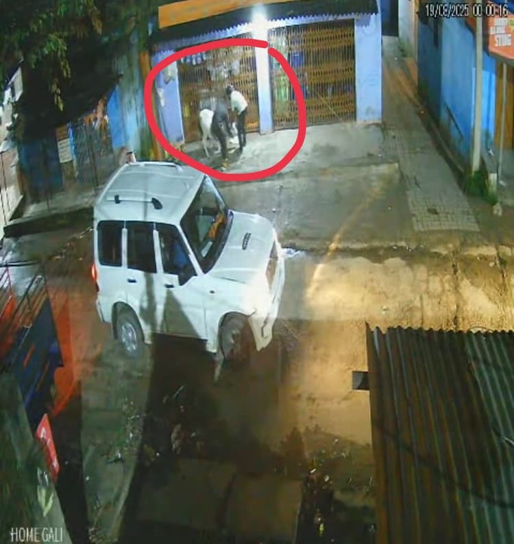 कोयलांचल में रुक नहीं रही गोवंशीय पशुओं की चोरी