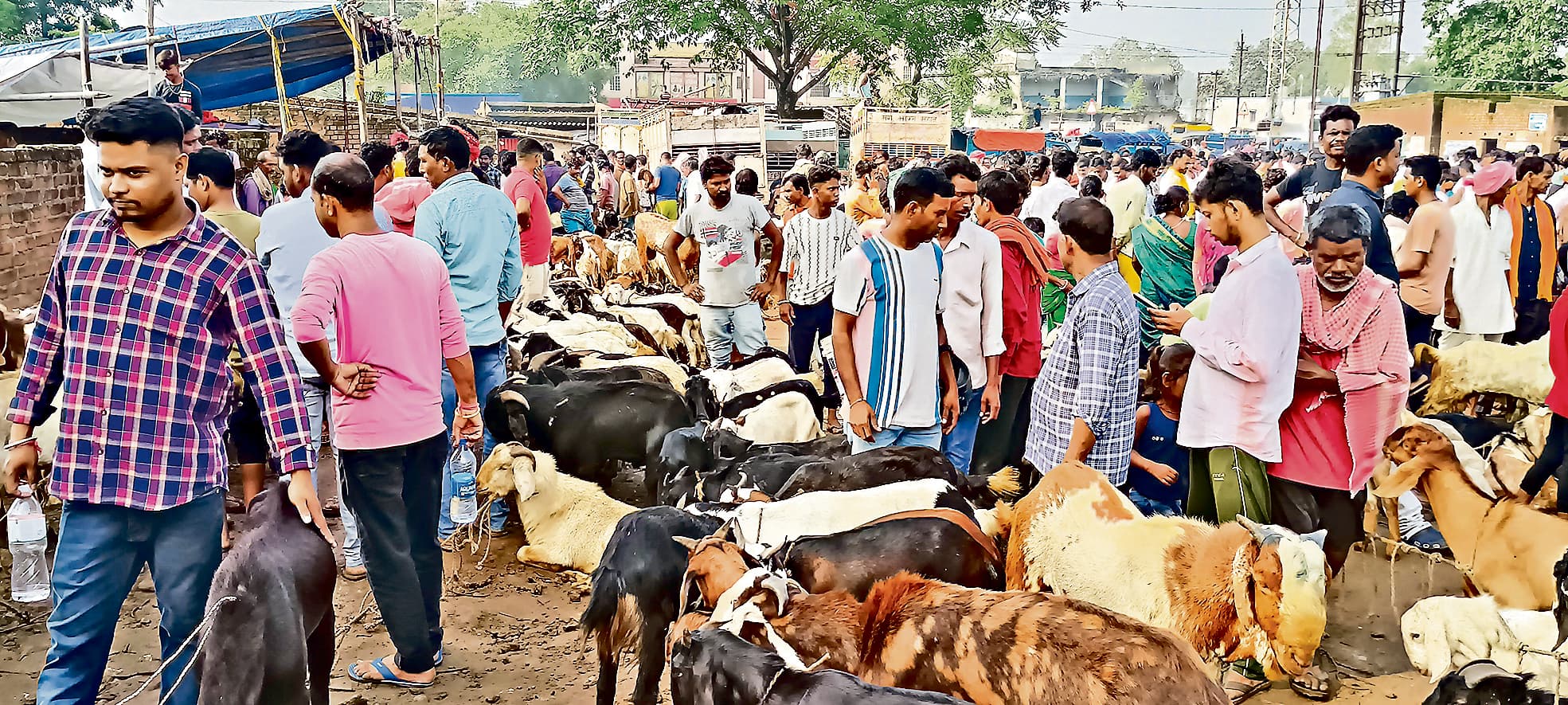 Dhanbad News : बरवापूर्व हटिया में बकरा लूट की अफवाह से अफरातफरी