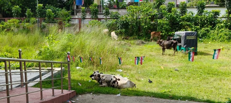 सालमारी पुलिस ने ट्रक से 55 मवेशी किया बरामद