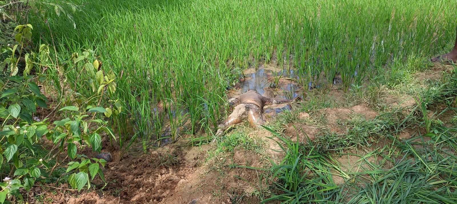 विद्यालय से लापता छात्र का चार दिन बाद खेत से मिला शव, आक्रोशितों ने की स्कूल में तोड़फोड़