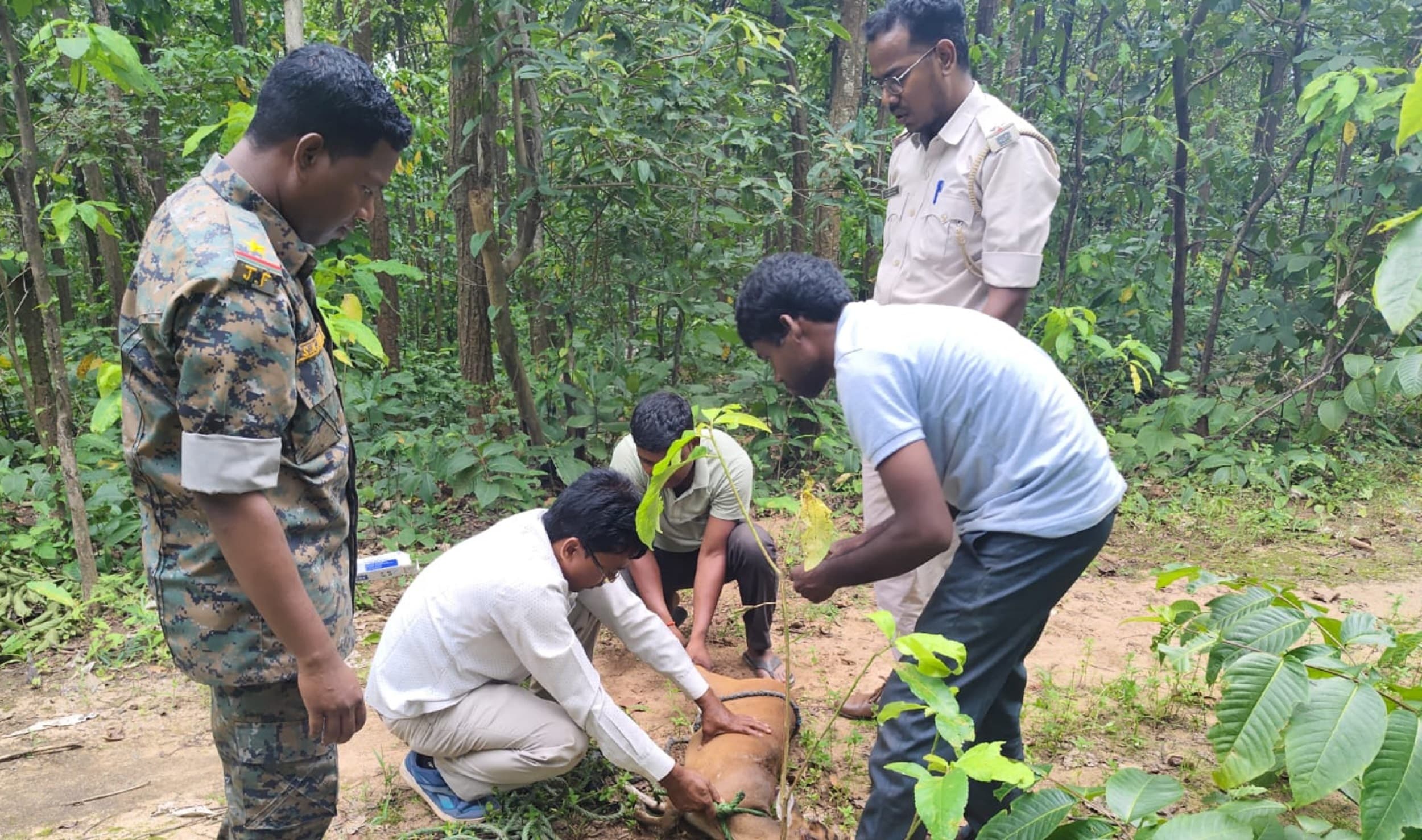 Bokaro News : कसमार में रेस्क्यू किये गये हिरण को सुरक्षित जंगल में छोड़ा गया