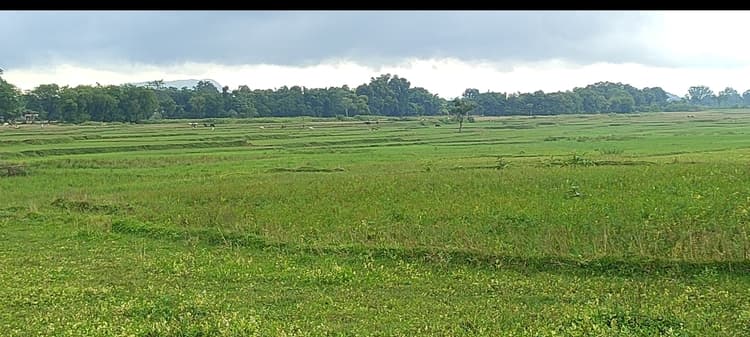 परंपरा से बंधे किसानों ने नहीं की 300 एकड़ जमीन पर खेती