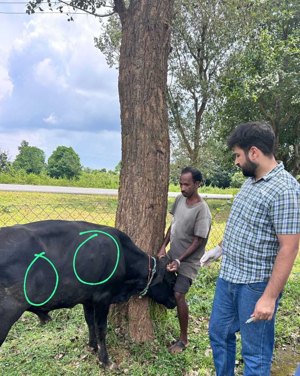पशुओं की जांच कर उपचार करें : डॉ मीर