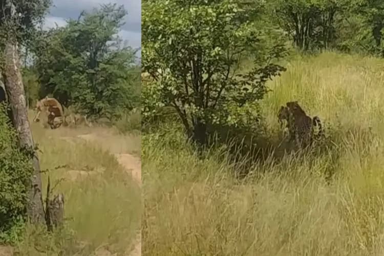 Viral Video: तेंदुए ने उड़कर किया शिकार, जंगल का वायरल वीडियो देख हैरान हुए लोग