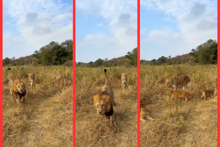 Viral Video: शावकों संग शेरनी को देख, दुम दबाकर भागा शेर, वीडियो देख लोगों की छूट गई हंसी
