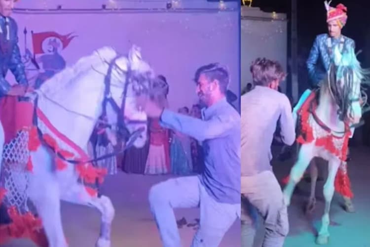 Viral Video: दूल्हे को पीठ पर बैठाकर घोड़ी ने किया धमाकेदार डांस, बारात में मच गया तहलका