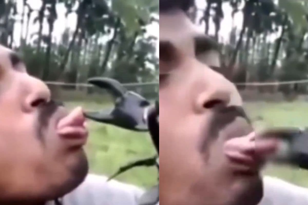 Viral Video: 34 सेकंड का दिल दहला देने वाला वीडियो, केकड़े को Kiss करना युवक को पड़ा भारी
