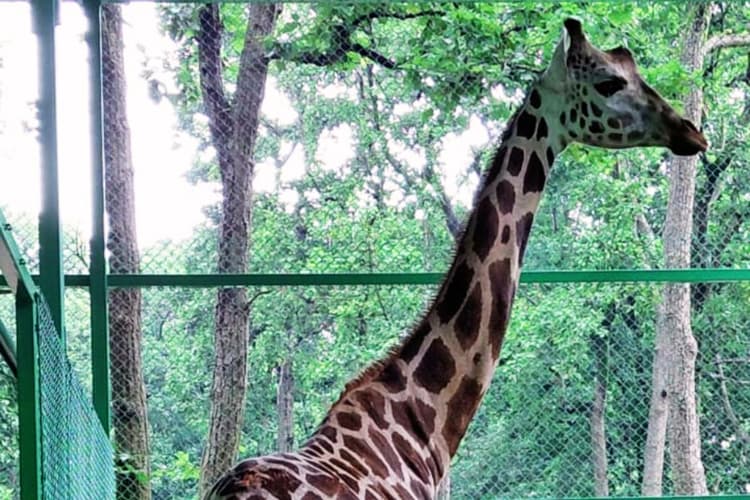 8 अगस्त को कोलकाता से आयी बिरसा जैविक उद्यान की इकलौती मादा जिराफ ‘मिष्टी’ की मौत