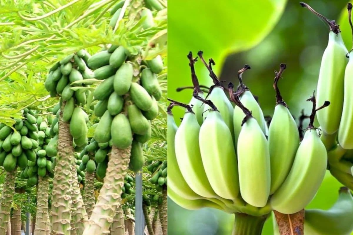 Gopalganj News: केला और पपीते की खेती से किसानों के घर आई खुशहाली, खेतों पर उमड़ रहे व्यापारी