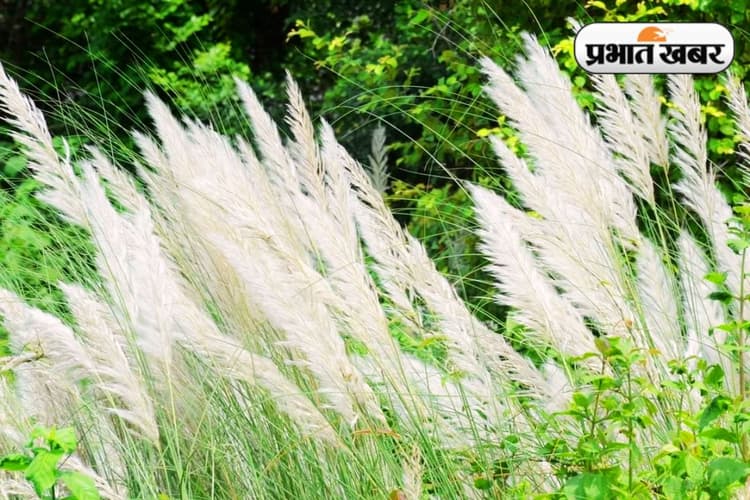 दुर्गोत्सव के आगमन का संदेश दे रहे सरायकेला-खरसावां में लहराते कास के फूल