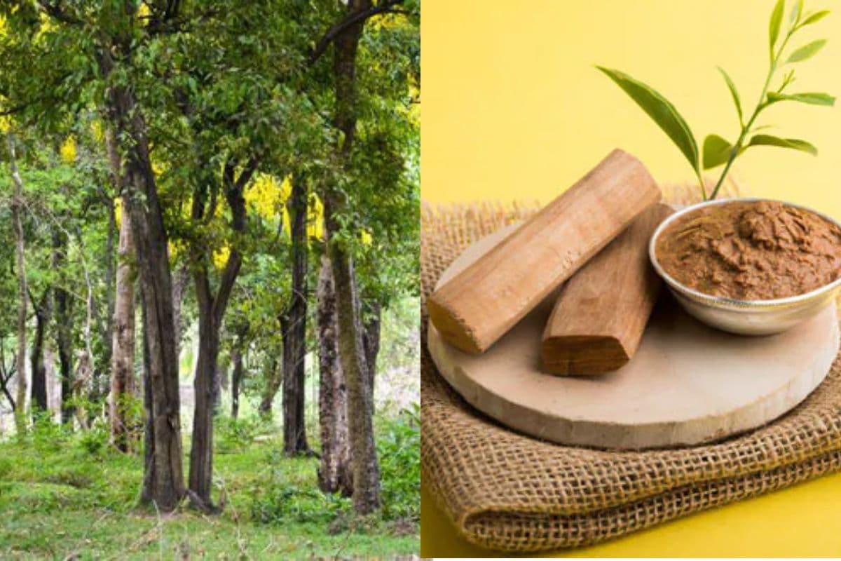 In Pakauli village the scent of sandalwood wafts from every house