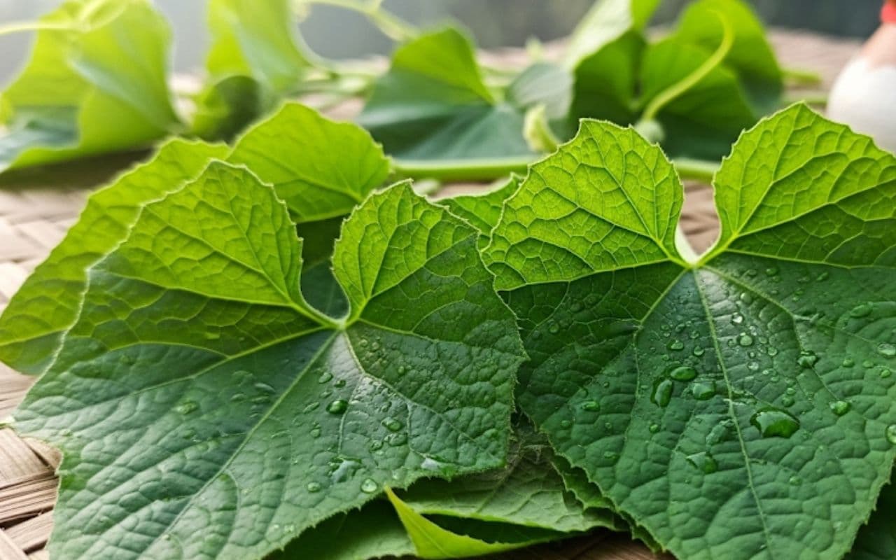 Jitiya Vrat 2025 use of gourd leaves Jitiya Vrat 2025 use of gourd leaves