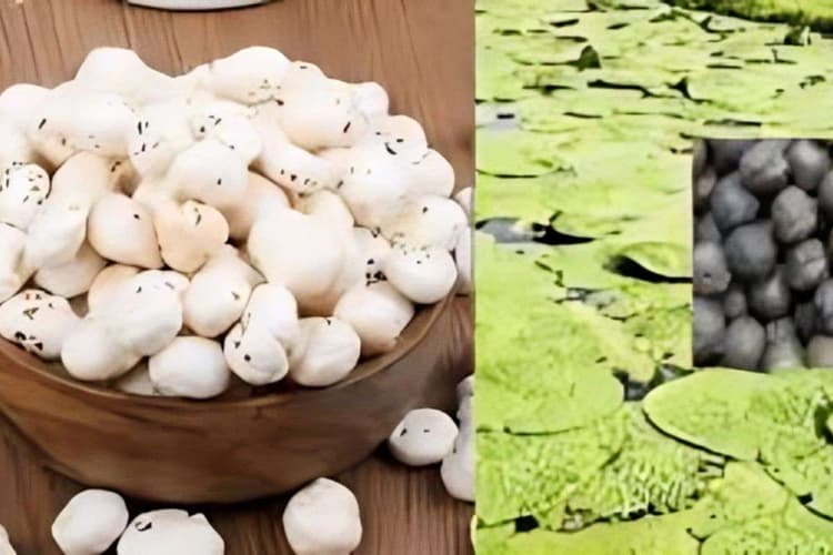 Bihar News: छह जिलों की अर्थव्यवस्था की रीढ़ बनेगा बिहार का मखाना