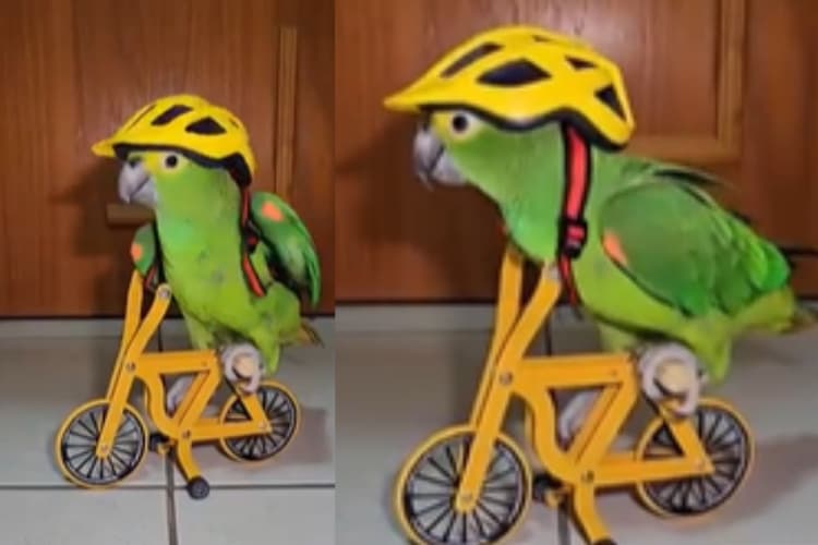 Viral Video: हेलमेट पहन साइकिल चलाने निकला तोता, ये वायरल वीडियो घुमा देगा आपका दिमाग!