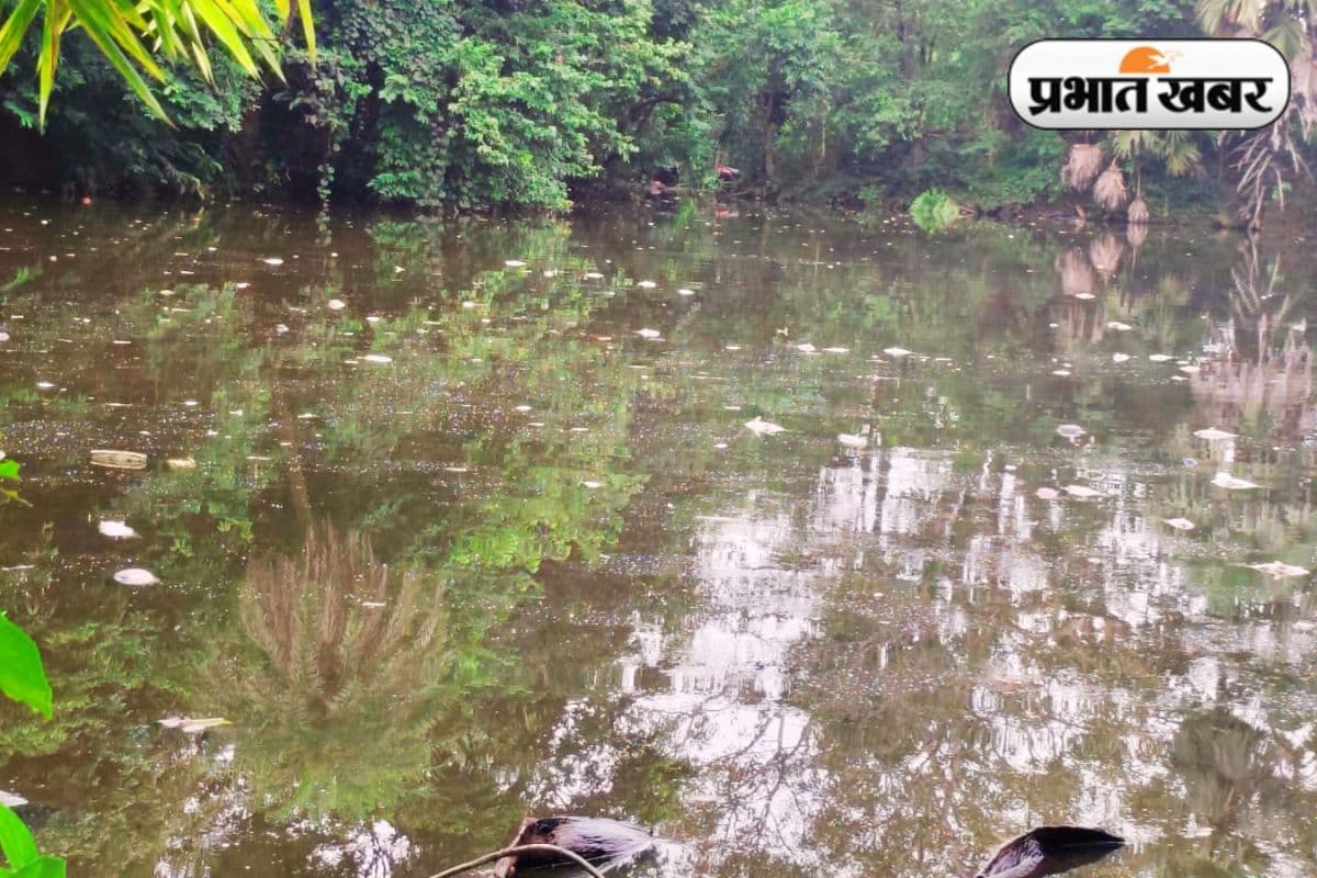 Poision in Pond of binod bihari mahato fish dead