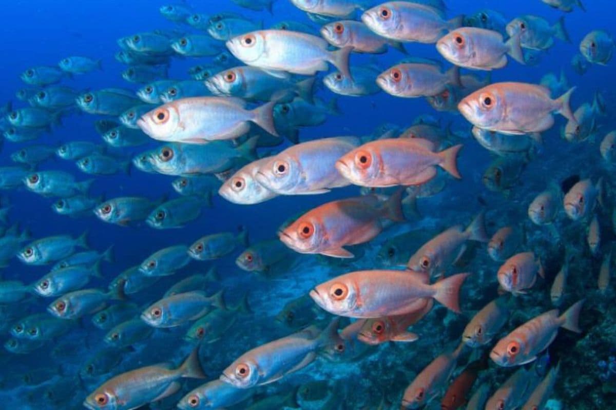 This modern device will provide water to fish farming ponds in Bihar