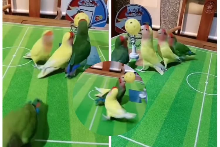 Viral Video: लवबर्ड का अनोखा बास्केटबॉल चैंपियनशिप, दिल को छू लेगा यह वायरल वीडियो