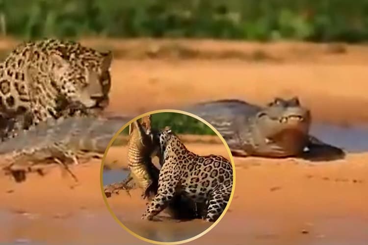 Viral Video: हैरान कर देगी इस शिकारी की ताकत, खिलौने की तरह मुंह से उठा लिया मगरमच्छ