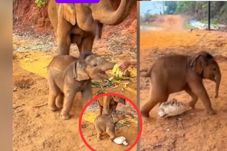 Viral Video: केला न मिलने पर रूठा नन्हा हाथी, गुस्सा देख जीत लेगा दिल