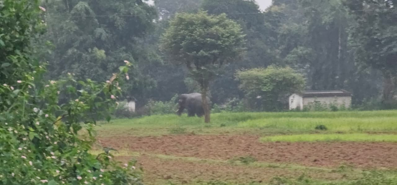 मरचा-रनिया मुख्य पथ में आ गया हाथी