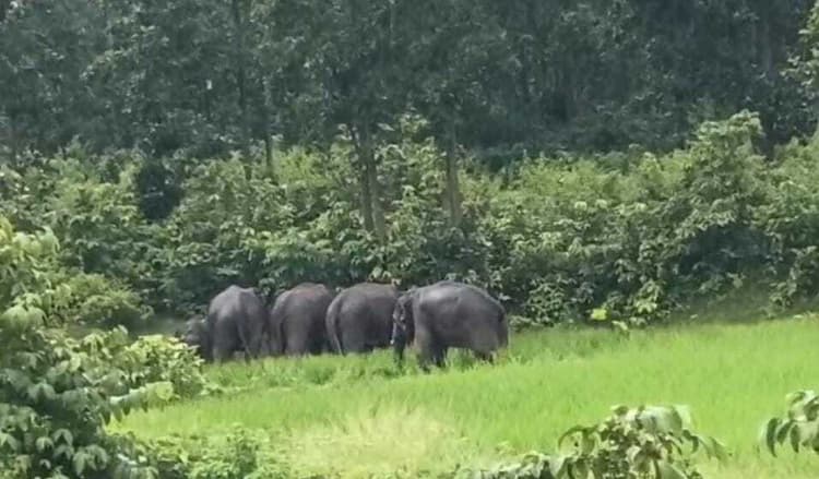 Giridih News: हाथियों के झुंड को बरकट्टा के रास्ते दूसरे क्षेत्र में भेजने की कवायद