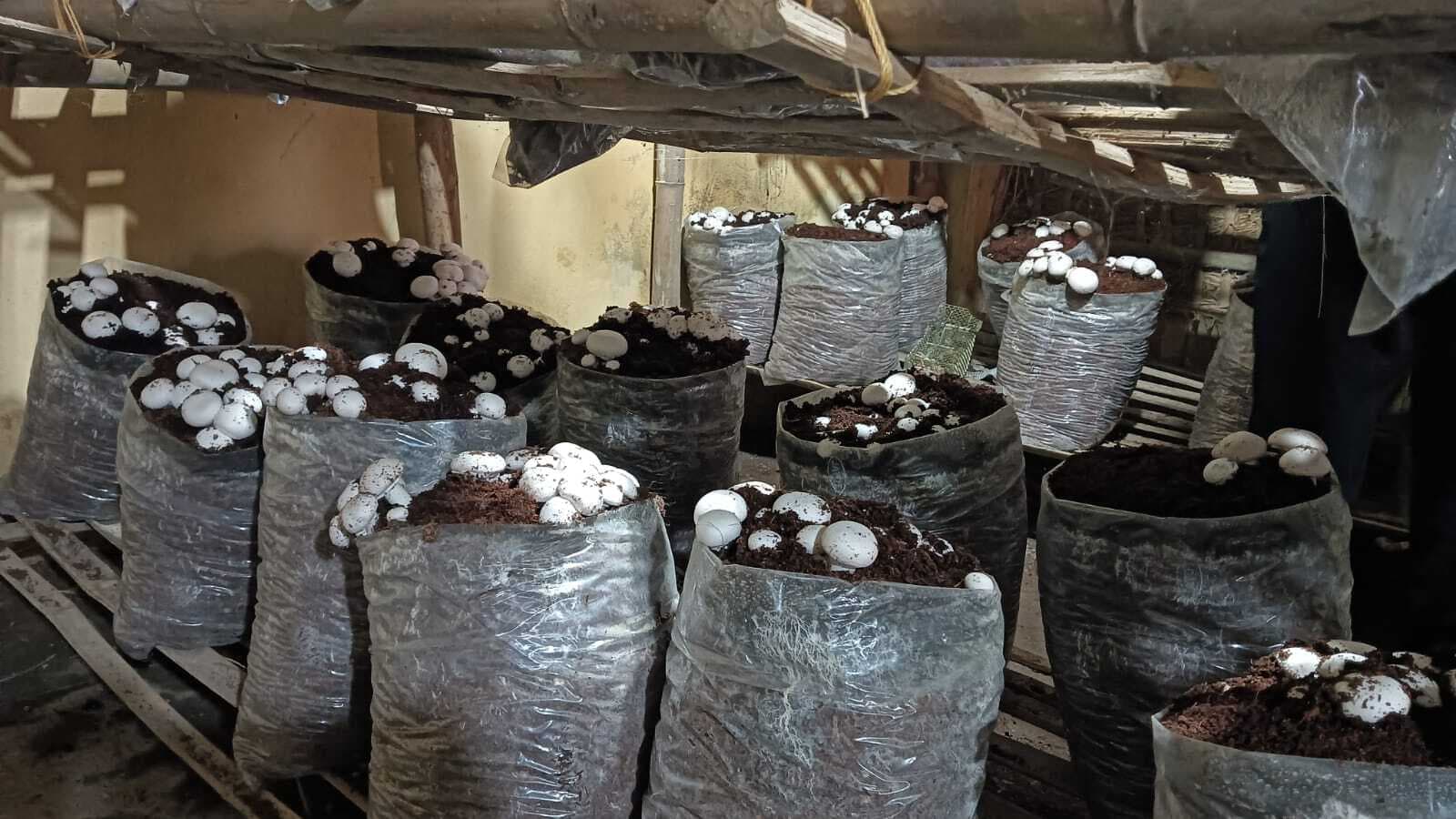 अब वृहद आश्रय गृह के बच्चे व कर्मी सीखेंगे मशरूम की खेती करना